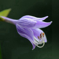 紫色花朵头像 紫色的玉簪花图片