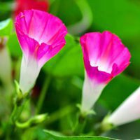 好看的喇叭花头像图片 花色鲜艳美丽小清新