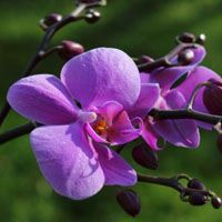 微信头像花朵 优雅蝴蝶兰图片