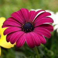 唯美花卉头像 漂亮好看的红色 紫色 黄色花朵图
