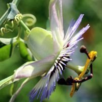 微信花朵头像 时钟花图片 它的形状很像时钟上的 微信花朵头像 时钟花图片 它的形状很像时钟上的