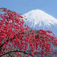 微信头像风景图片 日本富士山风景图片