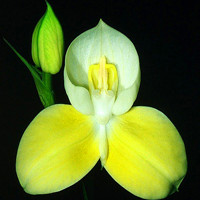 昨天拍的高洁、清雅的兰花微信头像图片_中国十