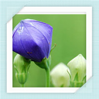 颜色鲜蓝关于桔梗花的头像 桔梗花的头像图片 颜色鲜蓝关于桔梗花的头像 桔梗花的头像图片