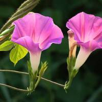 花色鲜艳美丽牵牛花头像 喇叭花头像图片 花冠喇