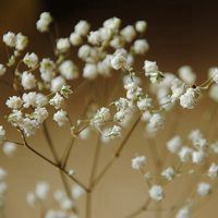 白白的花朵 纯洁、端庄是我对你的关心和爱浪漫