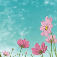 看着很漂亮 很清香的微信头像带花的意境头像图