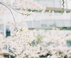 今天我和花朵头像较上劲了 再分享100多张花朵的 今天我和花朵头像较上劲了 再分享100多张花朵的