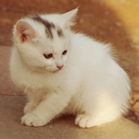 卖萌可爱猫咪头像图片 太有意思啦