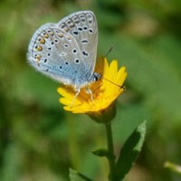 花纹特别的灰蝶微信头像图片 蝴蝶飞呀飞 花纹特别的灰蝶微信头像图片 蝴蝶飞呀飞