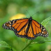 黑脉金斑蝶 花色的美丽的图片