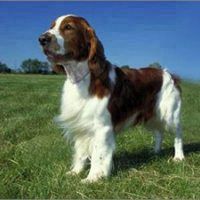 狗狗图片威尔士跳猎犬微信头像图片