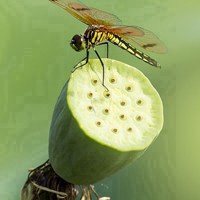 清新自然的蜻蜓与莲藕 真想化作一只蜻蜓自由飞