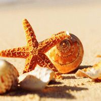 可爱海星微信头像 美丽的五角海星唯美图片