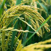 2017最新微信 稻花香水稻图片