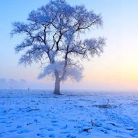 可以当头像的雪景 最爱的景物便是冬雪