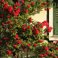 花与房子的唯美头像图片 笔盈盈地竞相怒放