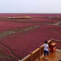 辽宁盘锦红海滩图片 最美丽的湖水 薰衣草