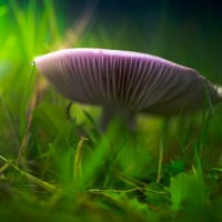 山上野蘑菇高清近拍 像是一把把可爱的小伞儿