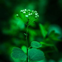 绿色护眼风景 小清新绿色植物