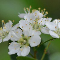 白色的火棘花图片 微信白色花朵