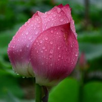 微信荷花头像 雨后荷花图片 出淤泥而不染