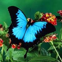 唯美蝴蝶头像图片 色彩鲜艳有各种花斑好漂亮