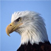 微信苍鹰头像 苍鹰展翼傲穹天