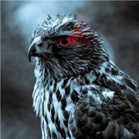 微信苍鹰头像 苍鹰展翼傲穹天