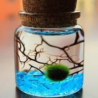 唯美好看有意境的瓶子