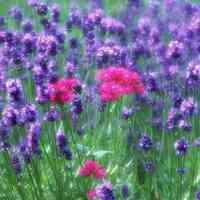 薰衣草清新头像 清新唯美的紫色薰衣草