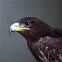 微信苍鹰头像 苍鹰展翼傲穹天