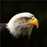 微信苍鹰头像 苍鹰展翼傲穹天