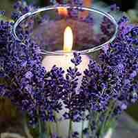 薰衣草清新头像 清新唯美的紫色薰衣草