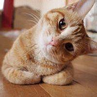 可爱猫咪吐舌卖萌变逗比