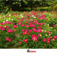 微信头像意境唯美风景 优美好看风景