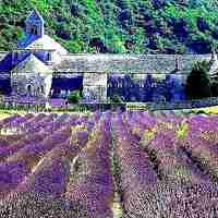 薰衣草清新头像 清新唯美的紫色薰衣草