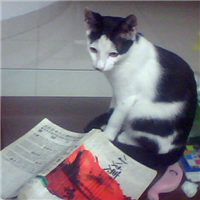 可爱猫咪看书头像 猫咪看书萌妳一脸