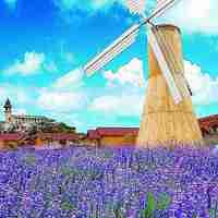 薰衣草清新头像 清新唯美的紫色薰衣草