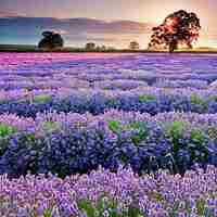 薰衣草清新头像 清新唯美的紫色薰衣草