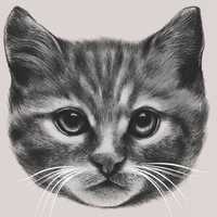 个性的微信卡通猫头像图片