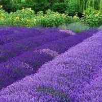 薰衣草清新头像 清新唯美的紫色薰衣草