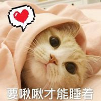 高清超萌可爱猫咪带文字