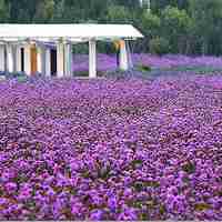 薰衣草清新头像 清新唯美的紫色薰衣草