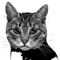 个性的微信卡通猫头像图片