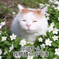 高清超萌可爱猫咪带文字