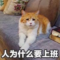 高清超萌可爱猫咪带文字