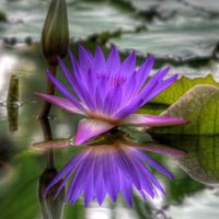 微信头像紫色花 好看唯美的紫色花美翻了