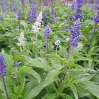 薰衣草清新头像 清新唯美的紫色薰衣草