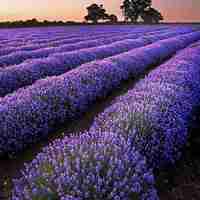 薰衣草清新头像 清新唯美的紫色薰衣草